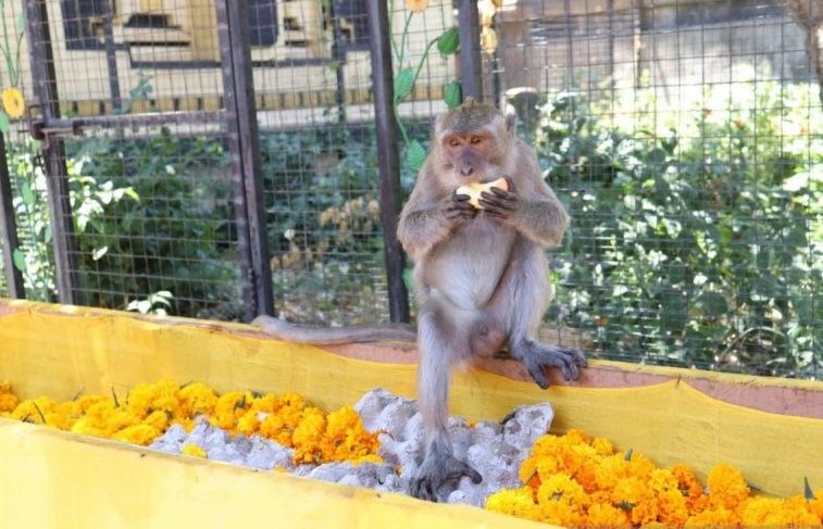 podiumnews.com-Purnama Kapat, Umat Hindu Bali lakukan Upacara Wanaralaba di Pura Pulaki-Buleleng